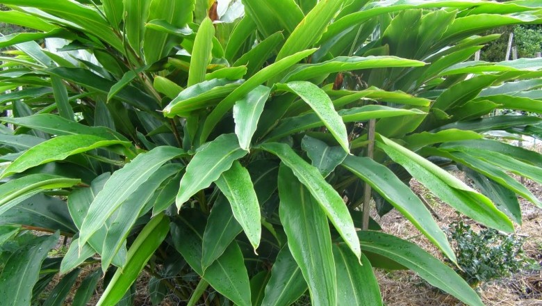 Cây Riềng. Alpinia officinarum Hance - Cây Thuốc Nam Quanh Ta